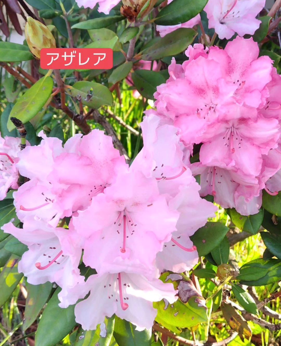 和食会席料理　成花店先のツツジが開花🥰アザレア天気が良くて気持ちが良い！

❣️特別な日はSpecial料理で❣️
特別個室ございます。
お祝いコース、ご法事コースございます。
お子様御膳ございます♪

感染予防もしっかり行ってます。店舗は広いので距離を保ってご案内いたします‍♀️

http://narihana.co.jp
和食会席料理　成花